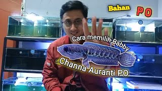 TIPS CARA MEMILIH BABBY CHANNA AURANTI PO | tips for choosing quality babby channa auranti
