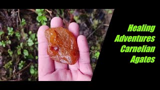 Carnelian Agate Hunting/Washington/Lewis County