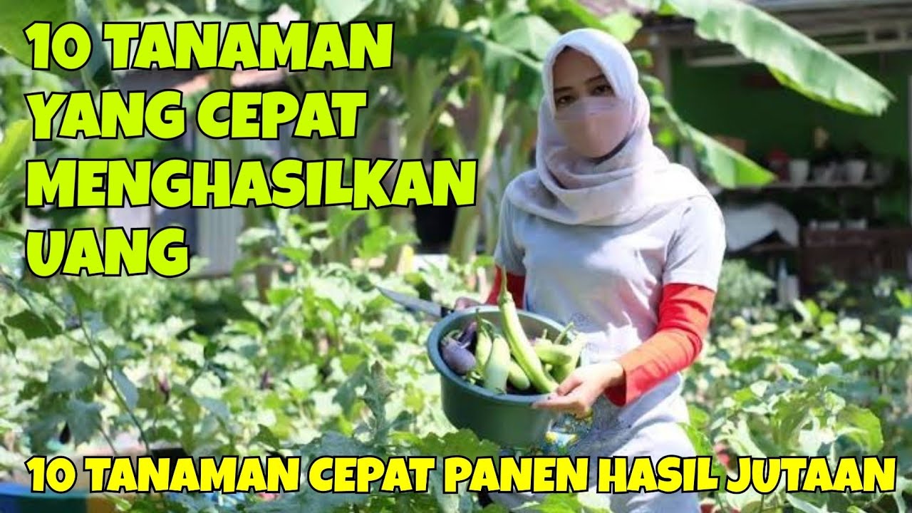 10 TANAMAN YANG CEPAT MENGHASILKAN UANG - YouTube