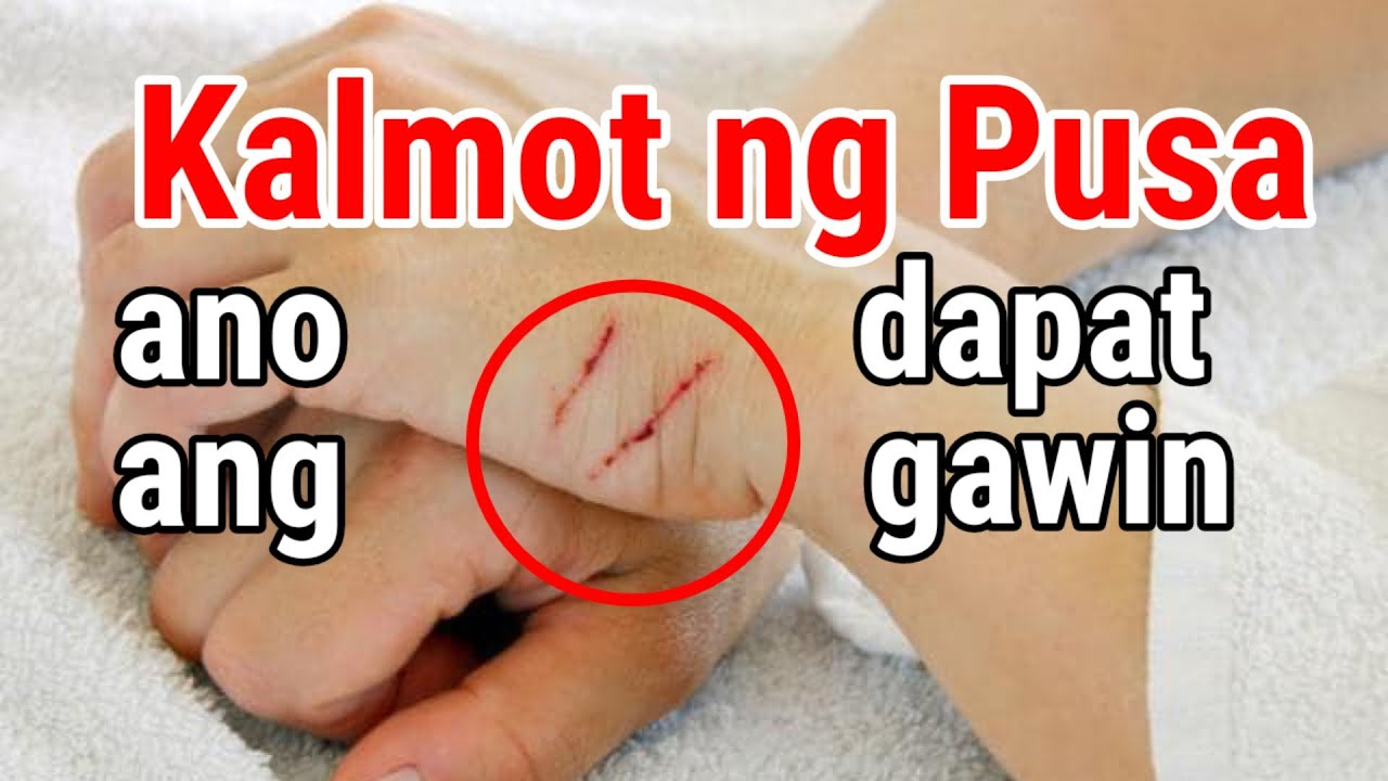 ITO ANG GAWIN KAPAG NAKALMOT KA NG PUSA MO MGA DAPAT GAWIN SA PUSANG ...