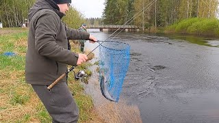 Kirjolohta Kalastamassa Pakarinjoki 18.5.2023 Ähtäri #pakarinjoki #kirjolohi #gopro