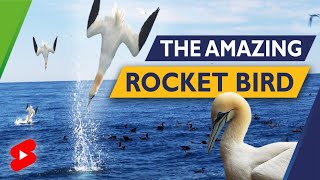 GANNETS EXPLODING DIVE | Portugal Travel 2021 #Shorts