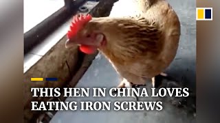 This hen in China loves eating iron screws