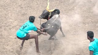 மதுரை மாவட்டம் A வல்லாளப்பட்டி பொண்ணமாள் குழு VS மதுரை திருவாதாவுர் அய்யனார் பட்டயன் கோவில் காளை