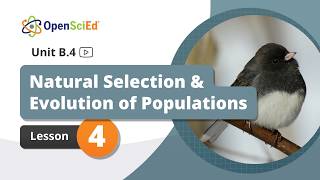 Unit B.4 Lesson 4 Planning Video | OpenSciEd On-Demand Resources