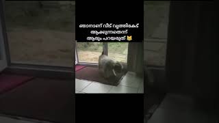 വൃത്തി അല്പം കൂടി പോയോ😅#smartdog #funny#petlover #extraneet #shortfeed #@Fahad_dilsha