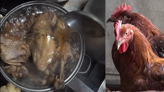 옻닭백숙/ 토종닭 직접길러 잡은 Native chicken white-boiled chicken. Korean Street Food.