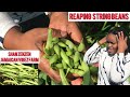 HARVESTING STRING BEANS ON SHAN ZENZEN JAMAICAN VIBEZ FARM IN JAMAICA 🇯🇲