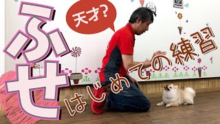 【子犬のしつけ】ポメラニアンの子犬と初めてふせを練習したよ！天才的な習得スピード！【ふせの教え方】