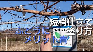 ぶどうにメリット青　短梢仕立ての塗り方と失敗例