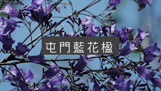 【街拍遊】屯門藍花楹（附路線）