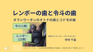 2021おらけんバーチャル動物園(1)_5オランウータンの永久歯と乳歯