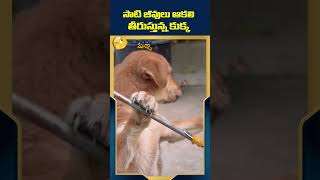 సాటి జీవులు ఆకలి తీరుస్తున్న కుక్క  #dogs #doglover #inspirationalvideo #idendiramaccha