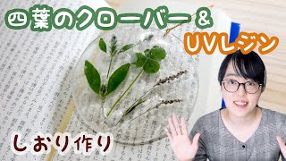 公園で探してきた四葉のクローバーとレジンで透明しおり作り