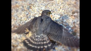 Falconry: Hood training a falcon