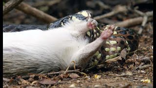 Snake Kills Rodent Which Fascinates Baby Capuchin | Wild Brazil | BBC Earth