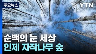 순백의 눈 세상...탐방객 기다리는 인제 자작나무 숲 / YTN