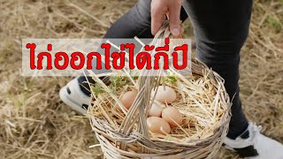 ไก่ไข่ออกไข่ได้กี่ปี?