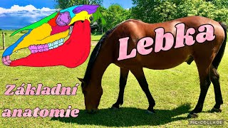 Kůň a jezdec… základní anatomie koně - lebka/DAPM HORSES