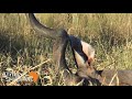 africa s sportman show impala slam teaser with nahla safaris