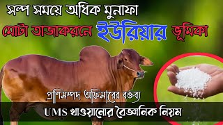 গরুকে ইউ এম এস তৈরি ও খাওয়ানোর পদ্ধতি কি | গরু হৃষ্টপুষ্ট করার সহজ পদ্ধতি