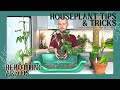 How To Repot Aroids (Philodendrons, Anthuriums, Etc.) | Houseplant Tips & Tricks Ep. 13