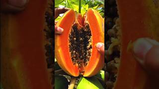 Amazing fresh fruits and beautiful nature | #fruitlife #fruit #shortvideo