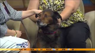 Pet Refuge Pet: Jackson Browne