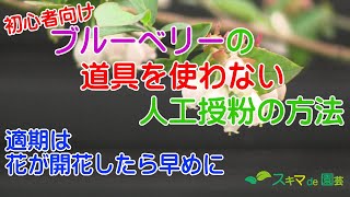 【果樹】ブルーベリーの道具を使わない人工授粉の方法【スキマde園芸】