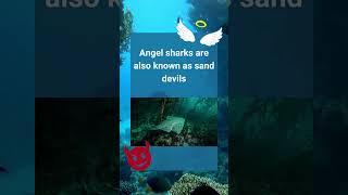 Angel Sharks #sharks #facts