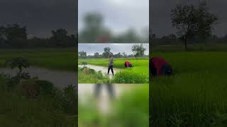 ខែវស្សា  | Rainy Season #nature #experiencenature #cambodia #hengpisey #farming #memories