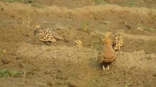 Chestnut-bellied Sandgrouse