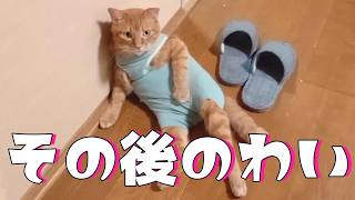 猫の過剰グルーミングの保護服やめたその後はどうなったのか？ちょっと見せてくださいな