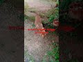 എടാ തെണ്ടീ funny dog shortvideo plzsub🙏🙏