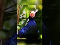 amazing birds & wildlife photography || #shorts #birds #wildlifephotoghraphy #behindthescene #141