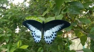 பட்டாம்பூச்சி. Butterfly 🦋 Bluemoon !!