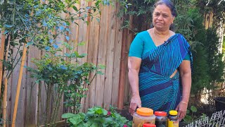 Rose Plant Care Tips |  Roja செடி பராமரிப்பு... உங்கள் கேள்விகளுக்கு விளக்கம்...