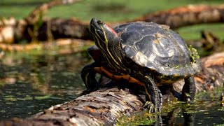 How Smart Are Turtles?