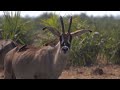 this is how mother roan antelope giving birth animal breed