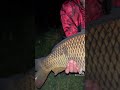 fishing karpfenangeln angeln fy fypシ nature youtubeshorts carp viral viralshorts fy fyp