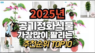 공기정화식물 추천 판매순위 Top10  가격 평점 후기 비교 2025년