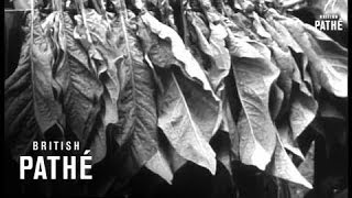 Canadian Tobacco Crop (1947)