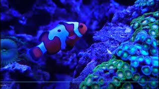 亞太水族中心 觀賞魚展示廳