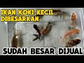 Peluang Usaha Untuk Pensiunan & Ibu Rumah Tangga #koki #peluangusaha #kuliahbisnis #ikanhias