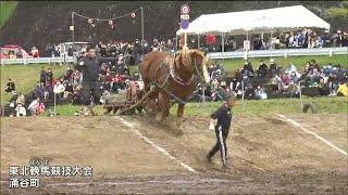 「迫力がすごい」馬が１トン近いソリを引く　輓馬大会４年ぶり開催　宮城・涌谷町