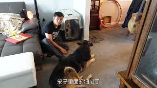 终于把金贵宾转移室内(下) dodo vlog 20