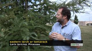 Trees With Don Leopold - Eastern Larch Or Tamarack