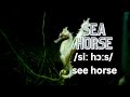 How to pronounce Sea horse? - Sea animals in British English