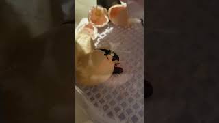 Another hatch that I caught on camera #animal #chicken #cute #hatching #chick