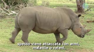 [Documentario natura] Aree private in Sudafrica - Keep the planet-